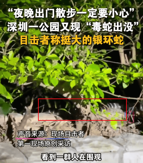 深圳市区现剧毒银环蛇!目击者:这么大、这么毒,一定要小心!