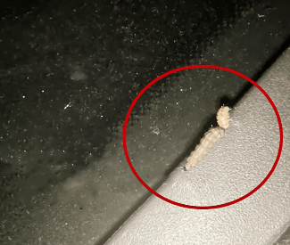 汽车被虫子啃得都是窟窿，“一边咬一边往里钻”！很多人中招